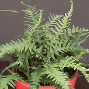 Hardy Fern Asplenium ebenoides